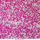 Биологический микроскоп Delta Optical Genetic Pro Mono (A)