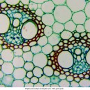 Биологический микроскоп Delta Optical Genetic Pro Mono (A)
