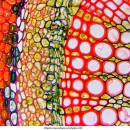 Биологический микроскоп Delta Optical Genetic Pro Mono (A)
