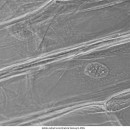 Биологический микроскоп Delta Optical Genetic Pro Mono (A)