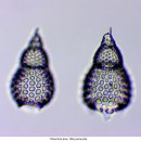 Биологический микроскоп Delta Optical Genetic Pro Trino (A) (Тринокуляр)